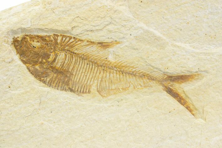 Detailed Fossil Fish (Diplomystus) - Wyoming #373762